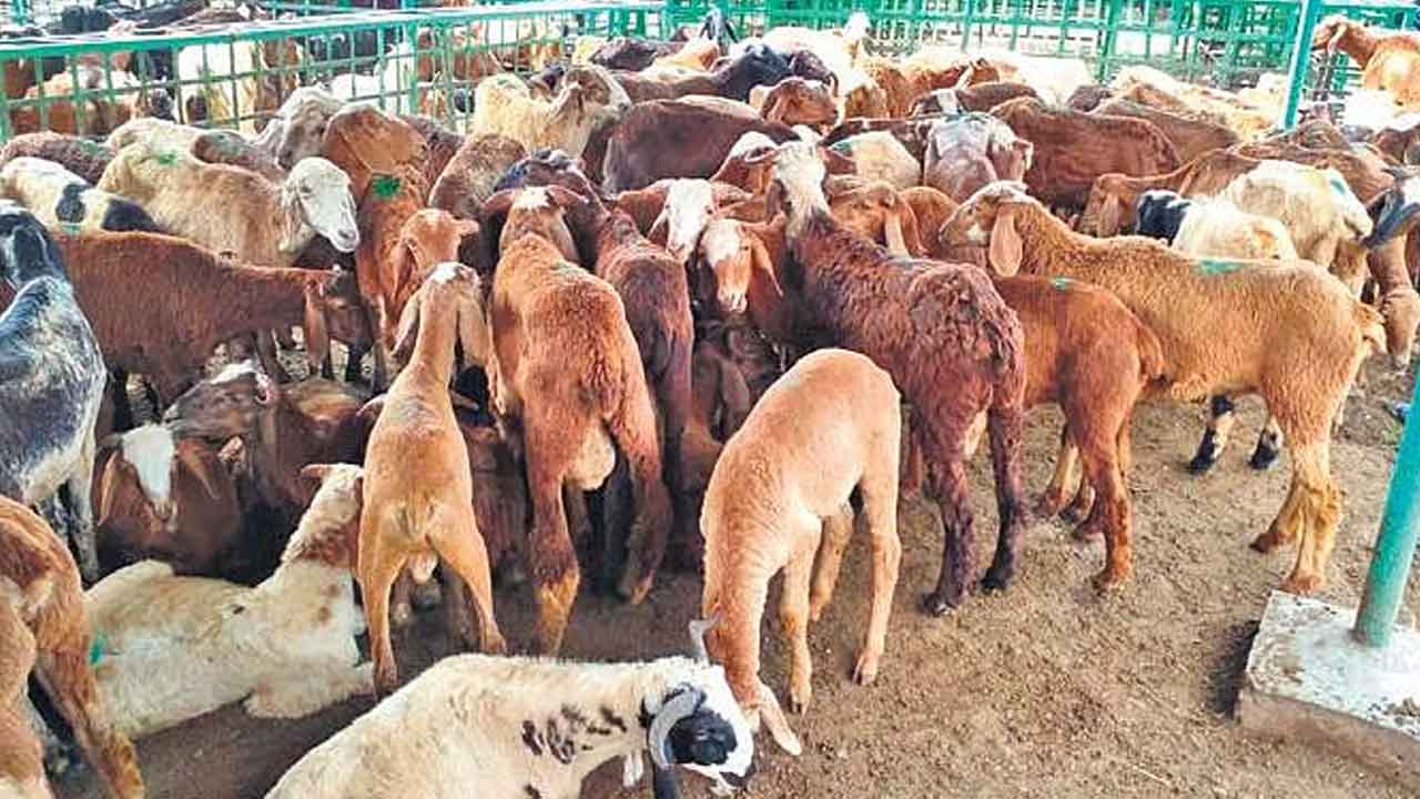 Sheep | గొర్రెల మందపై కుక్కల దాడి.. వంద గొర్రెలు మృతి
