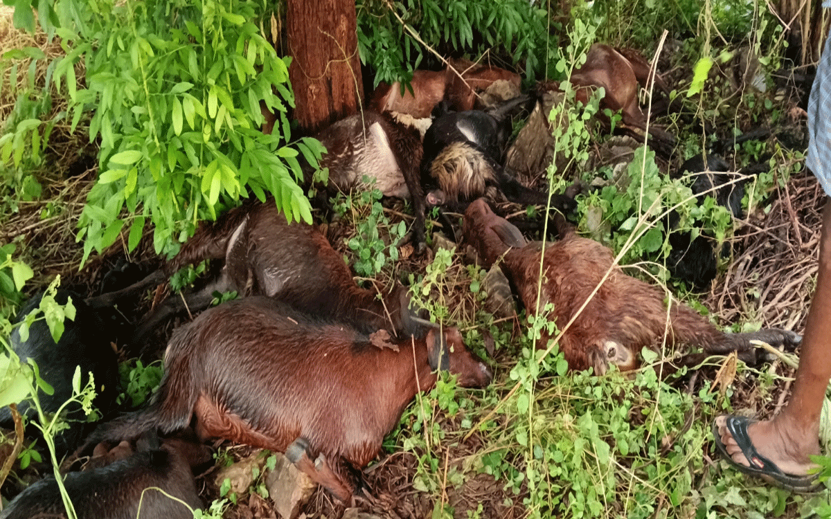 Karepalli : పిడుగుపాటుకు 20 గొర్రెలు మృతి… కాపరికి తీవ్రగాయాలు