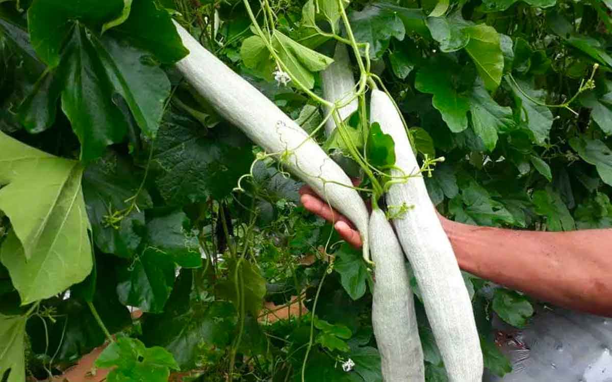 Snake Gourd | పొట్ల‌కాయ‌లు అంటే ఇష్టం లేద‌ని దూరం పెడుతున్నారా.. ఈ లాభాల‌ను కోల్పోతారు..