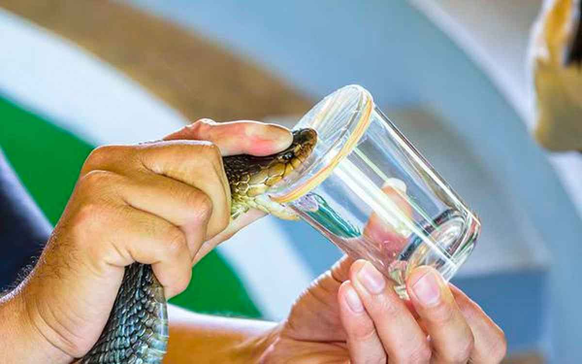 Snake Venom | పాము విషాన్ని మింగితే ఏమ‌వుతుంది..? పాము విషం గురించి కొన్ని ఆస‌క్తిక‌ర‌మైన విష‌యాలు..!