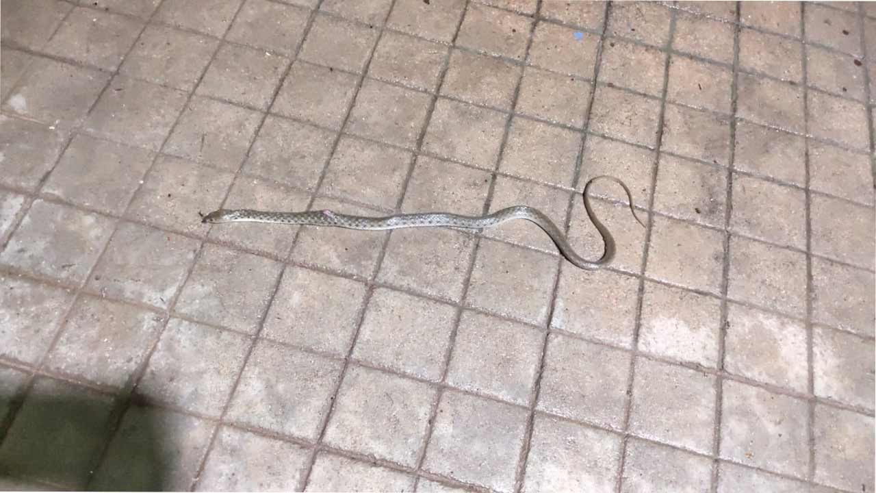 Snake