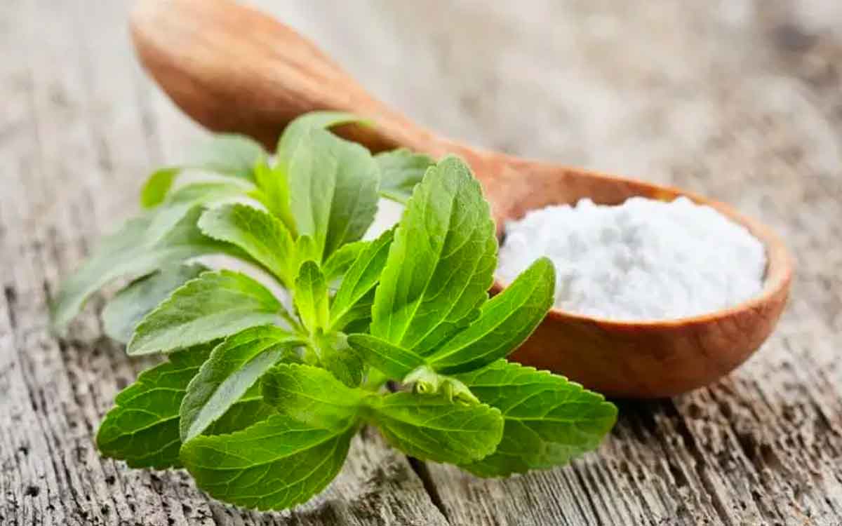 Stevia Leaves | షుగ‌ర్ ఉన్న‌వారికి వ‌రం ఈ మొక్క‌.. ఇంకా ఏమేం ఉప‌యోగాలు ఉన్నాయంటే..?