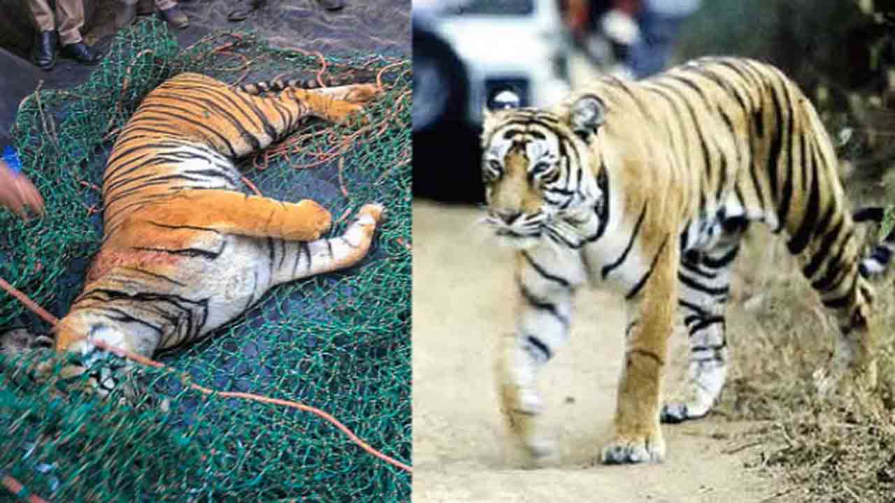 One tiger killed, another injured in fight | రెండు పులుల మధ్య ఫైట్.. ఒకటి మృతి,   మరోదానికి గాయాలు