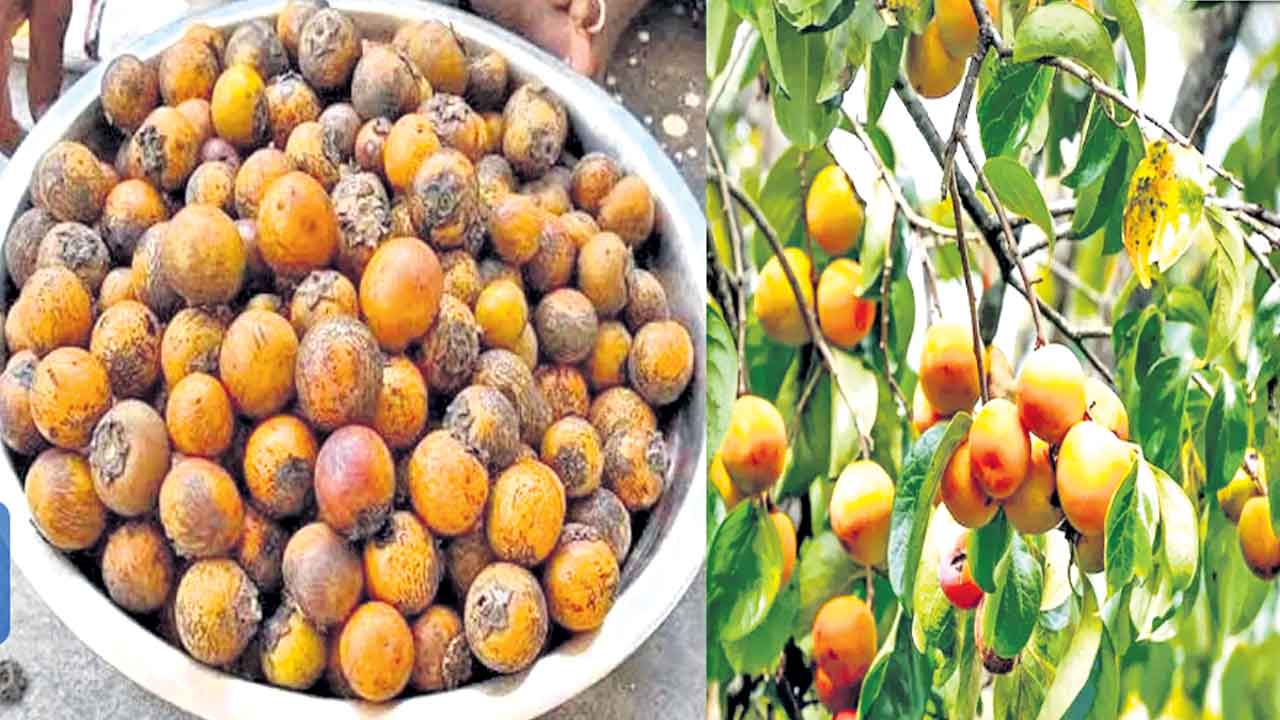 ఆదిలాబాద్ కానలో.. తునికి పండ్ల జాతర