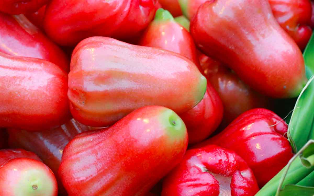 Water Apples | వాట‌ర్ యాపిల్స్‌ను అంత తేలిగ్గా తీసుకోకండి.. వీటితో క‌లిగే లాభాలు తెలిస్తే ఆశ్చ‌ర్య‌పోతారు..!