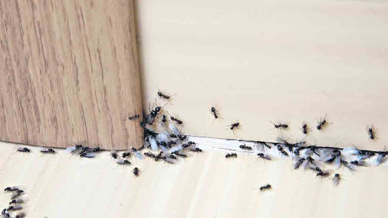 పురుగులు పరార్‌!