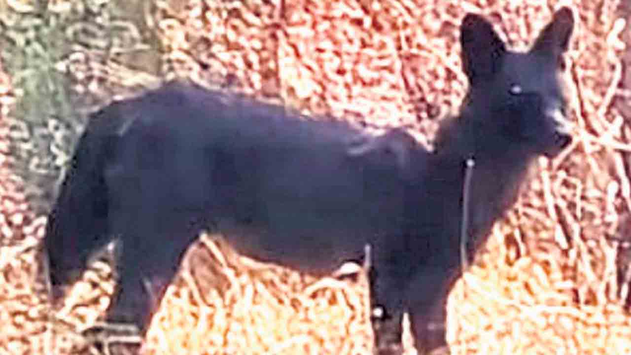 Black Dog | సహ్యాద్రి అడవుల్లో అరుదైన నల్ల అడవి కుక్క