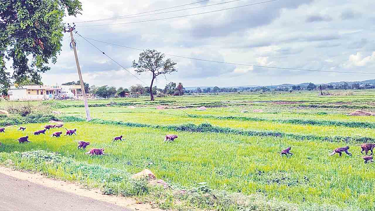 పొలాలపై వానర దండు