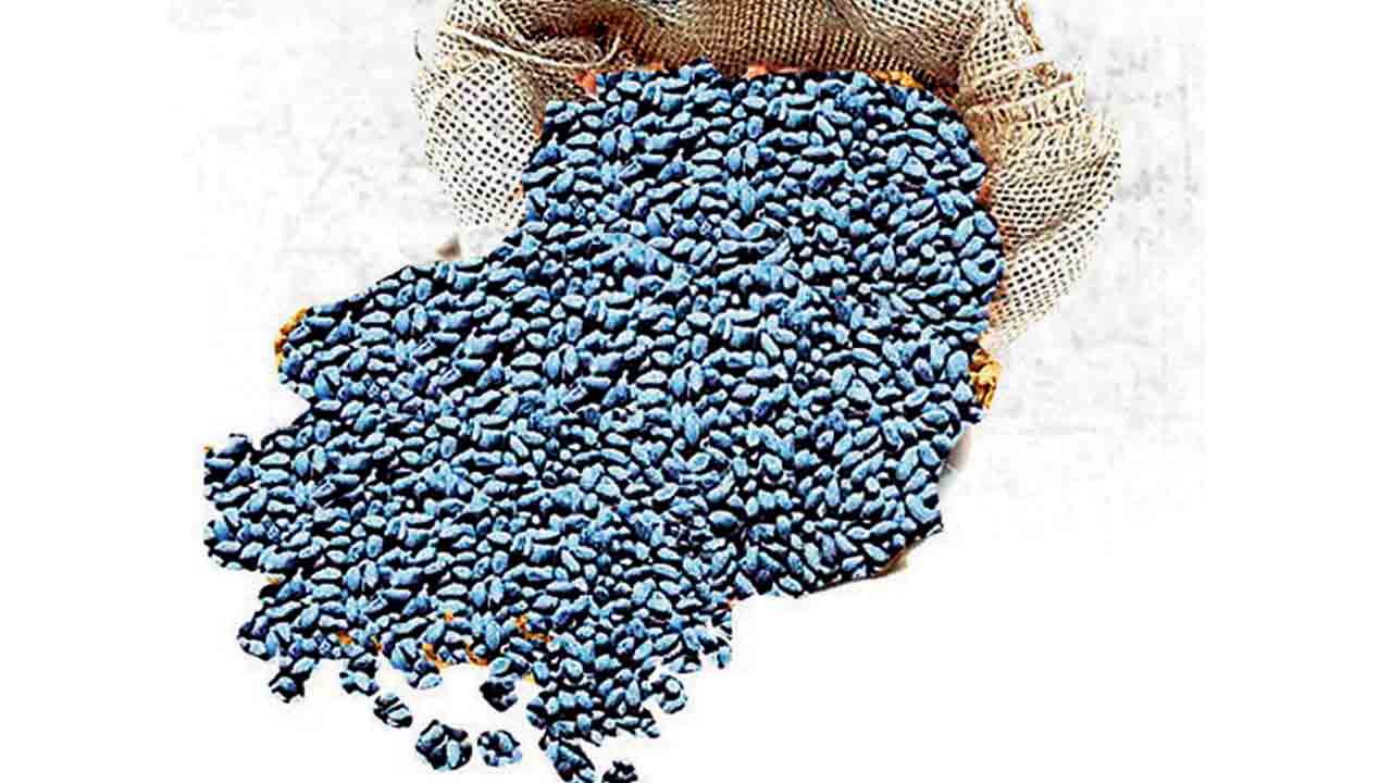 నకిలీ పత్తివిత్తనాలు పట్టివేత