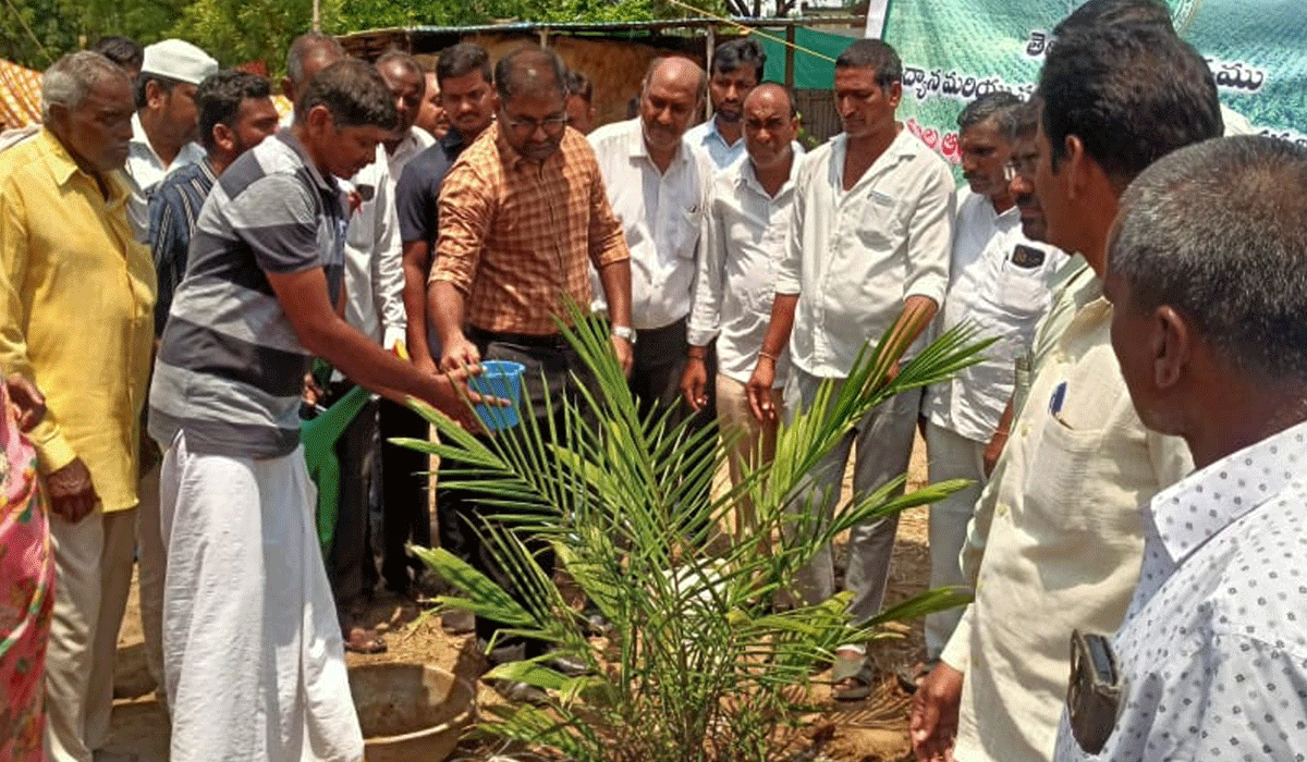 Oil form cultivation | ఆయిల్ ఫామ్ సాగు కు రైతులు ముందుకు రావాలి.. పెద్దపల్లి కలెక్టర్ కోయ శ్రీ హర్ష