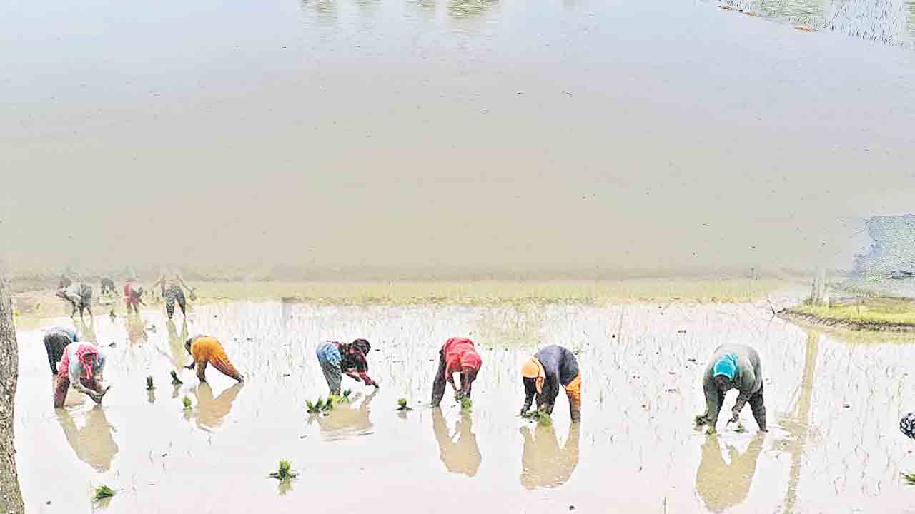 ఉమ్మడి జిల్లాలో వర్షం..
