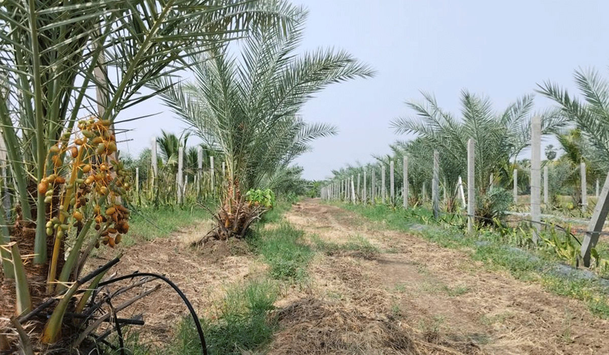 Peddapally | సాగు బాటలో యువ ఇంజినీర్..