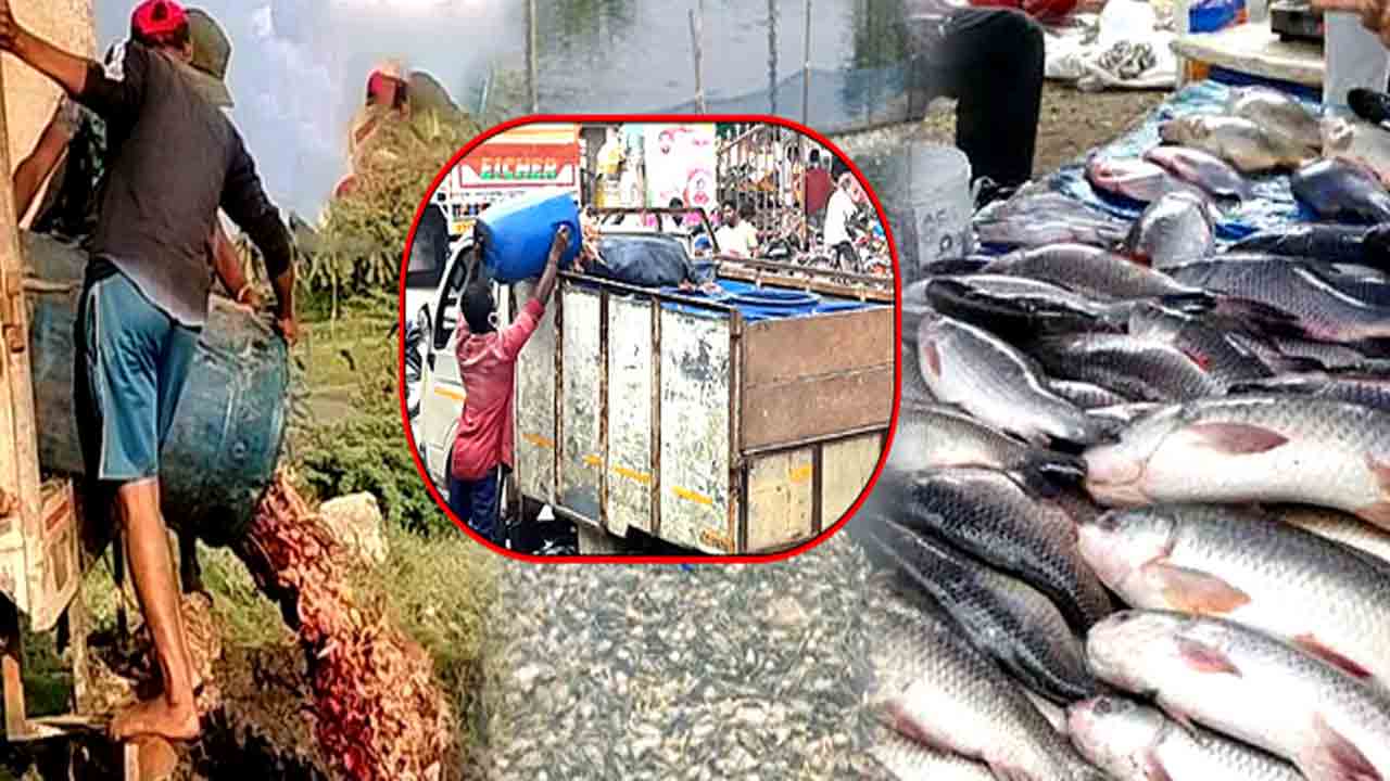 చేపల మేతగా చికెన్‌ వ్యర్థాలు.. ప్రజారోగ్యంతో వ్యాపారుల చెలగాటం