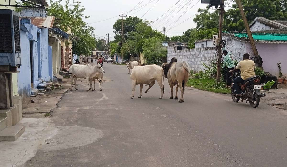 Ramagundam Baldia | రామగుండం బల్దియాలో అదనపు కలెక్టర్ ఆదేశాలు బేఖాతరు