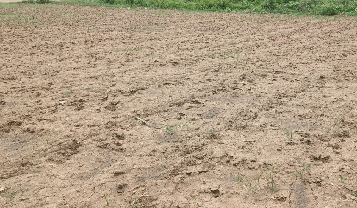 Farmers | రైతుకేది భరోసా.. పెట్టుబడి సాయం అందక అన్నదాతల ఇబ్బందులు