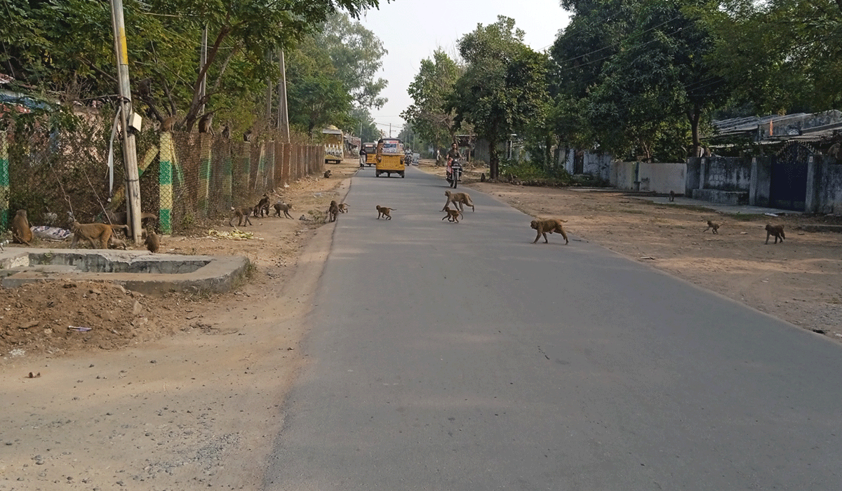 Godavarikhani | వానరాలు ఇట్ల…. వాకింగ్ ఎట్ల..?.. అదనపు కలెక్టర్ గారూ… జెర దేఖో జీ..