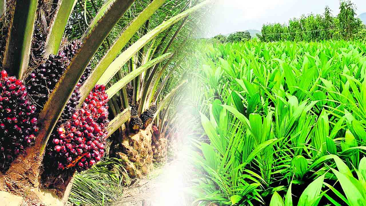 ఆయిల్‌ పామ్‌ ఫ్యాక్టరీకి అడుగులు