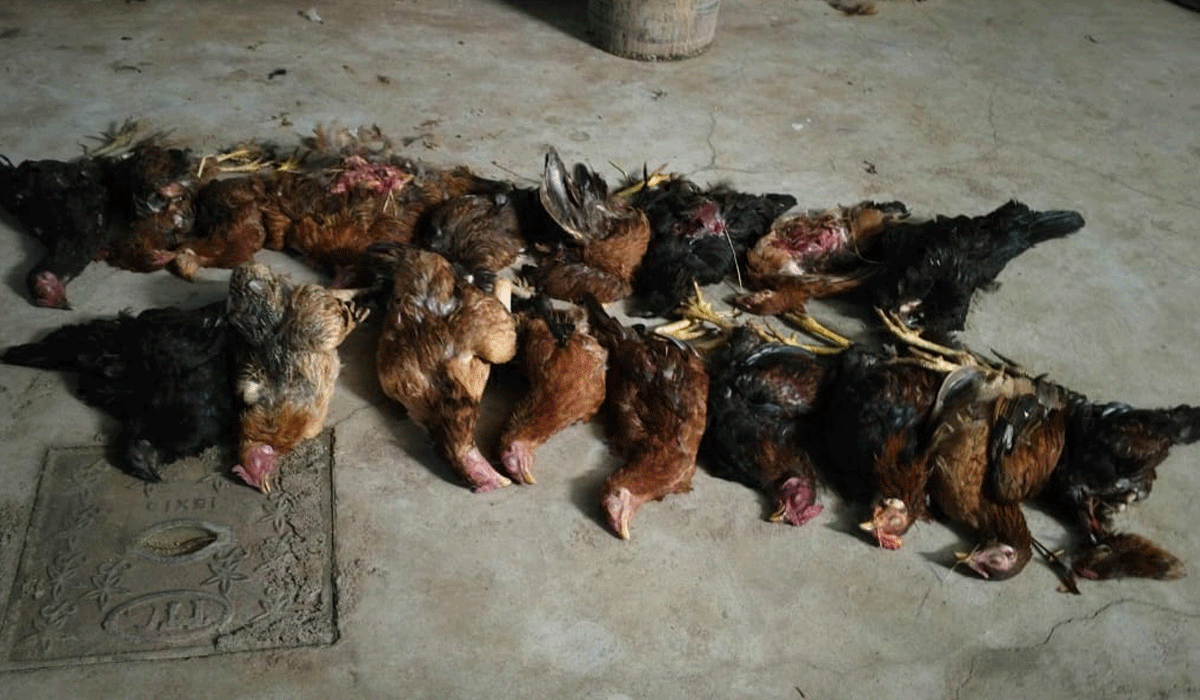 Dog attack |  హన్మాజీపేటలో కుక్కల దాడిలో నాటు కోళ్లు మృతి