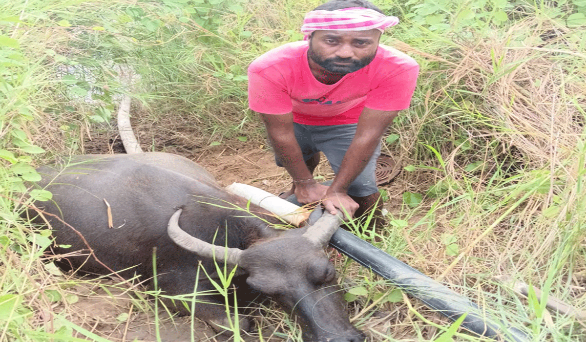 Electric shock | ఓడేడులో విద్యుత్ షాక్ తో గేదే మృతి