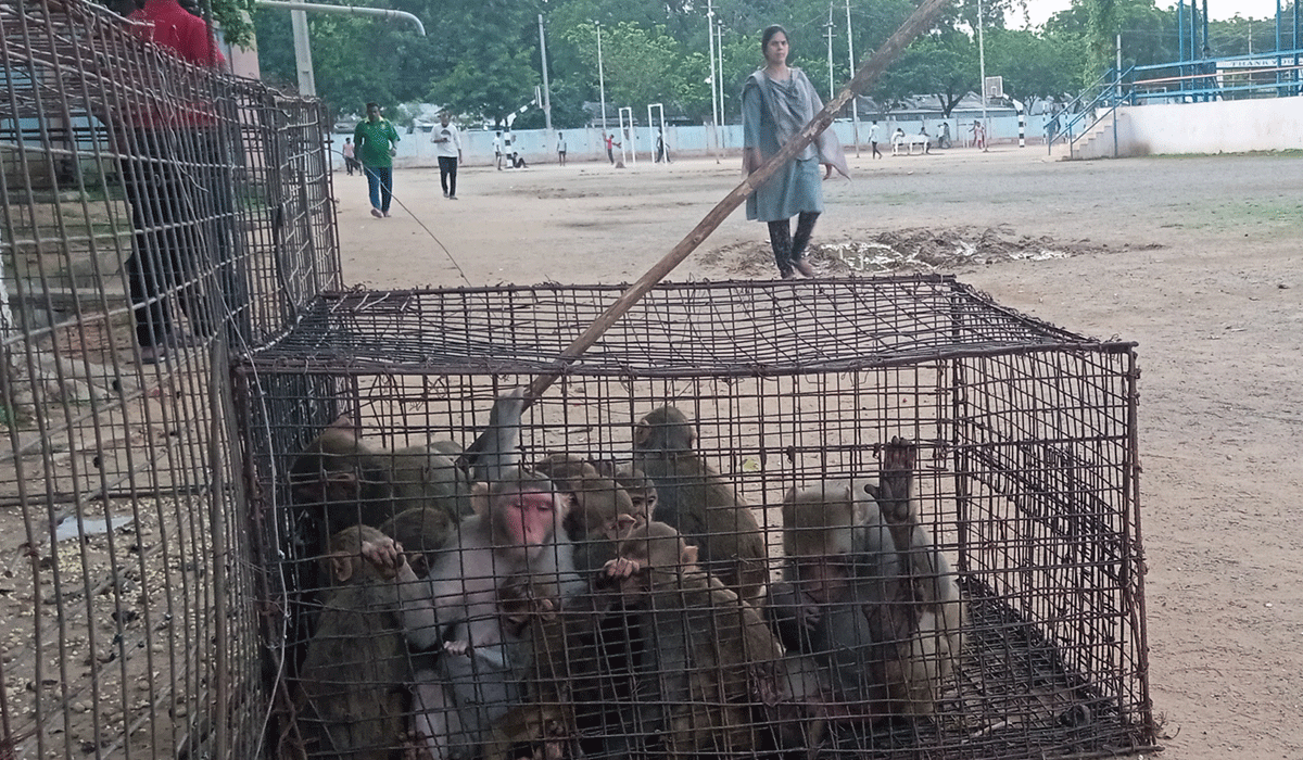 Godavarikhani Stadium | గోదావరిఖని స్టేడియంలో కోతుల బెడద నివారణకు బల్దియా చర్యలు