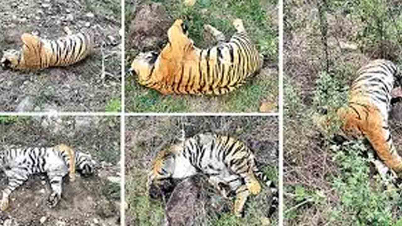 ఆవును చంపిందని పులులకు విషాహారం