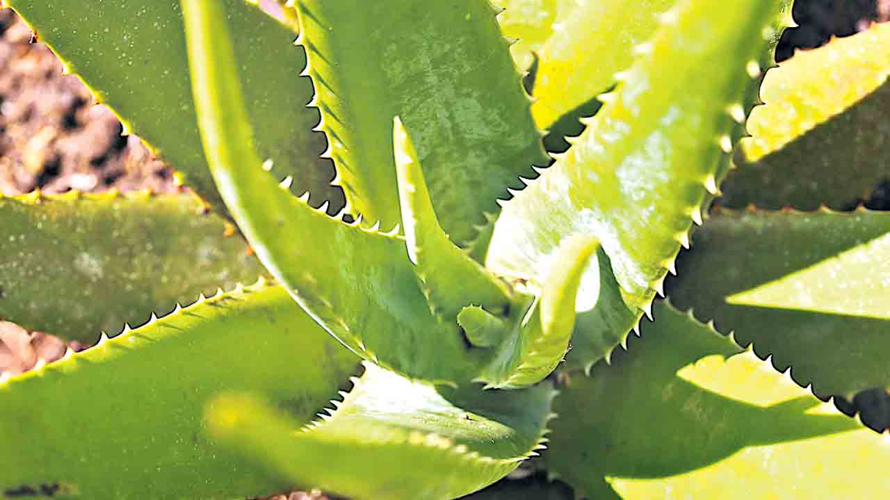 ఘనం.. పీవీ వనం కలబంద