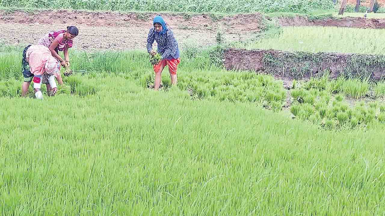 అదును ముంచుకొస్తున్నా అందని భరోసా
