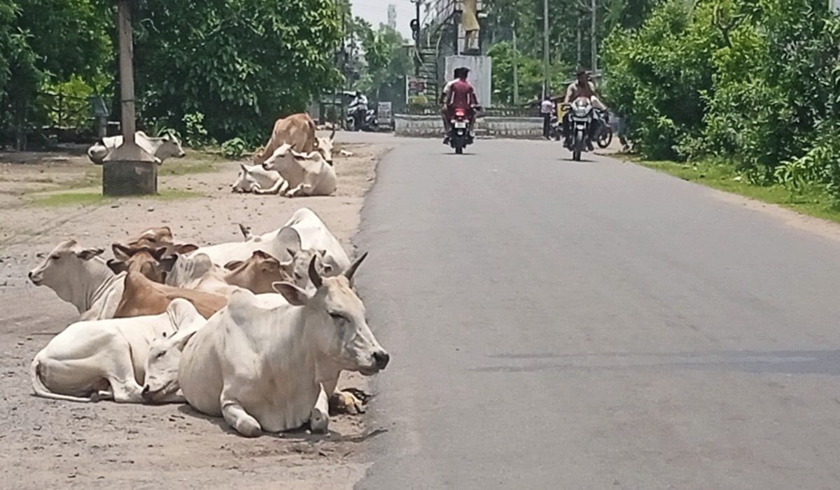 Ramagundam | రామగుండం కమిషనర్ ఆదేశాలు బేఖాతరు.. యథేచ్ఛగా నగర రోడ్లపై పశువులు