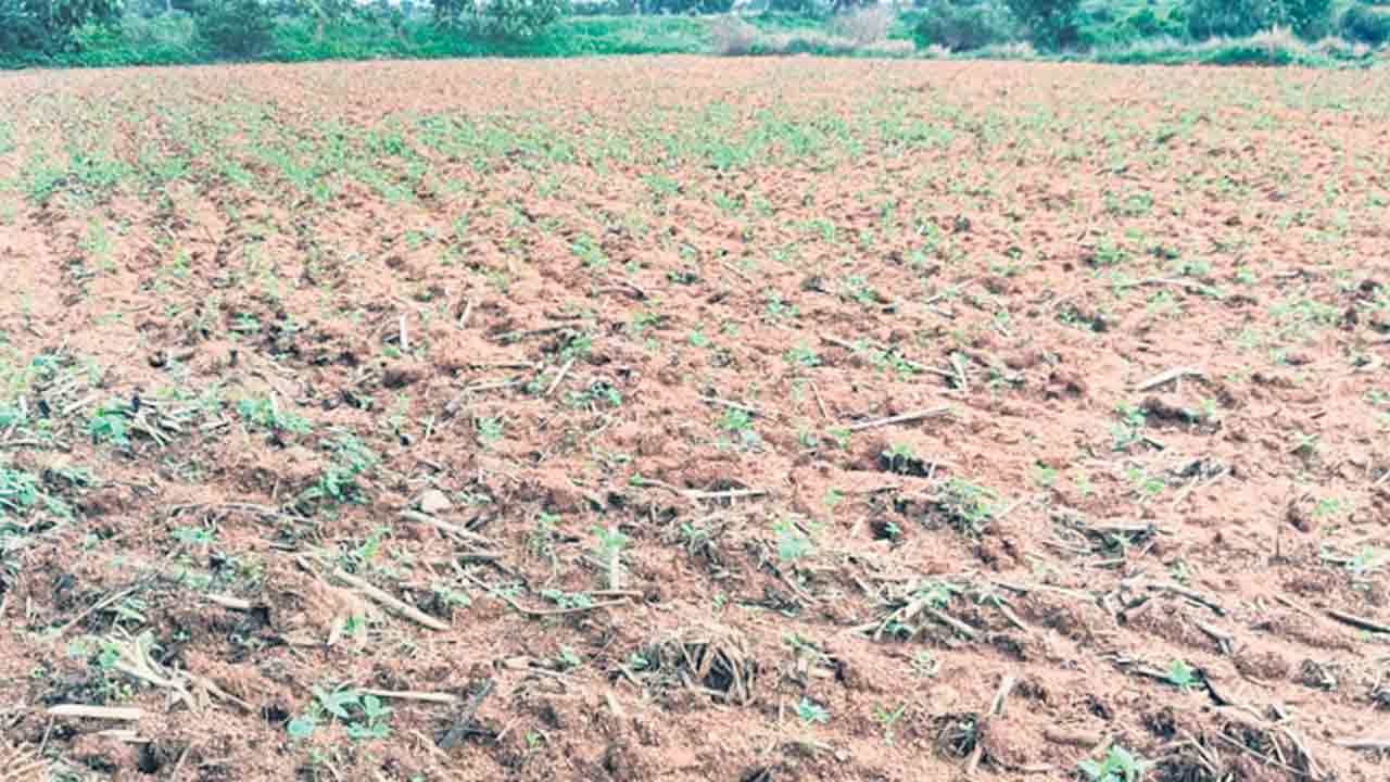 ఊపిరి పోసిన వాన