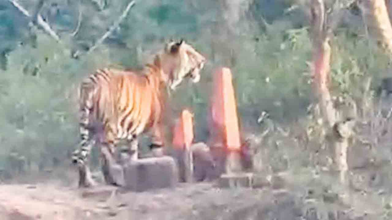 టైగర్‌ రిజర్వుగా ఆసిఫాబాద్‌ అడవులు..!