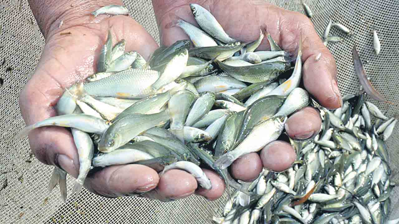 చేపా చేపా నీవెక్కడ?