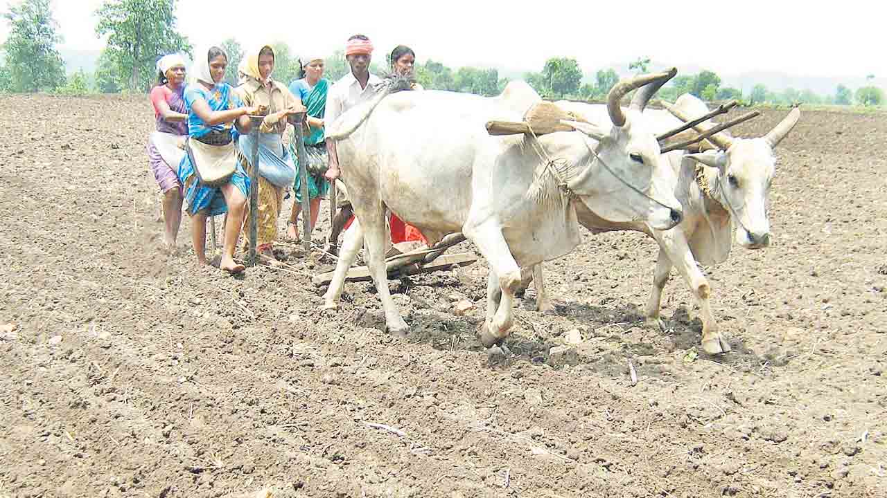 పత్తికే మొగ్గు..