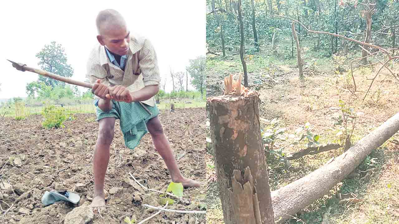 పోడు వెనుకు అధికారులే సూత్రదారులు!