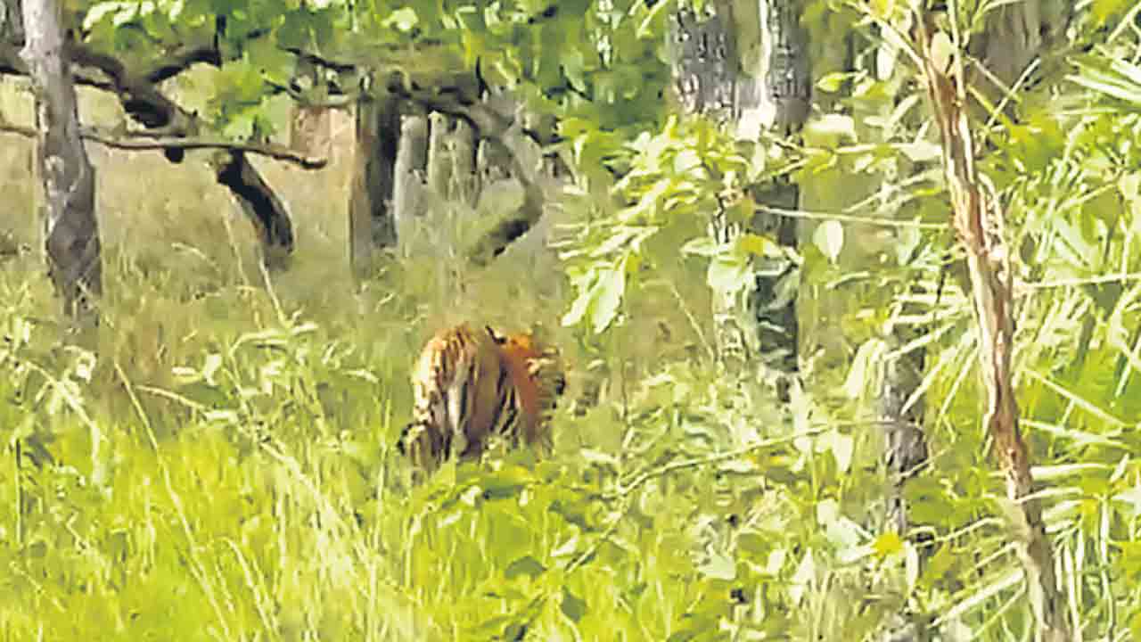 నల్లమలలో పెద్దపులి