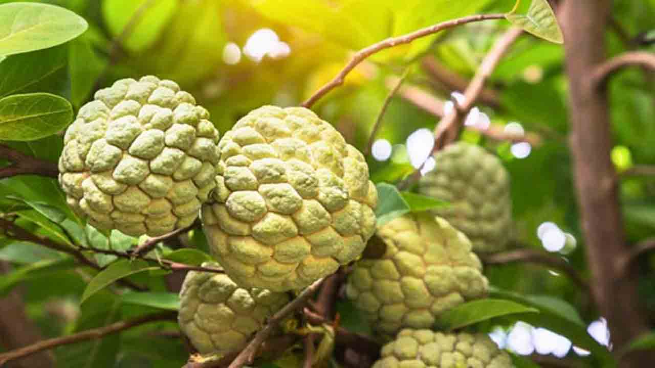 బాలానగర్‌ సీతాఫలానికి జీఐ గుర్తింపునివ్వండి