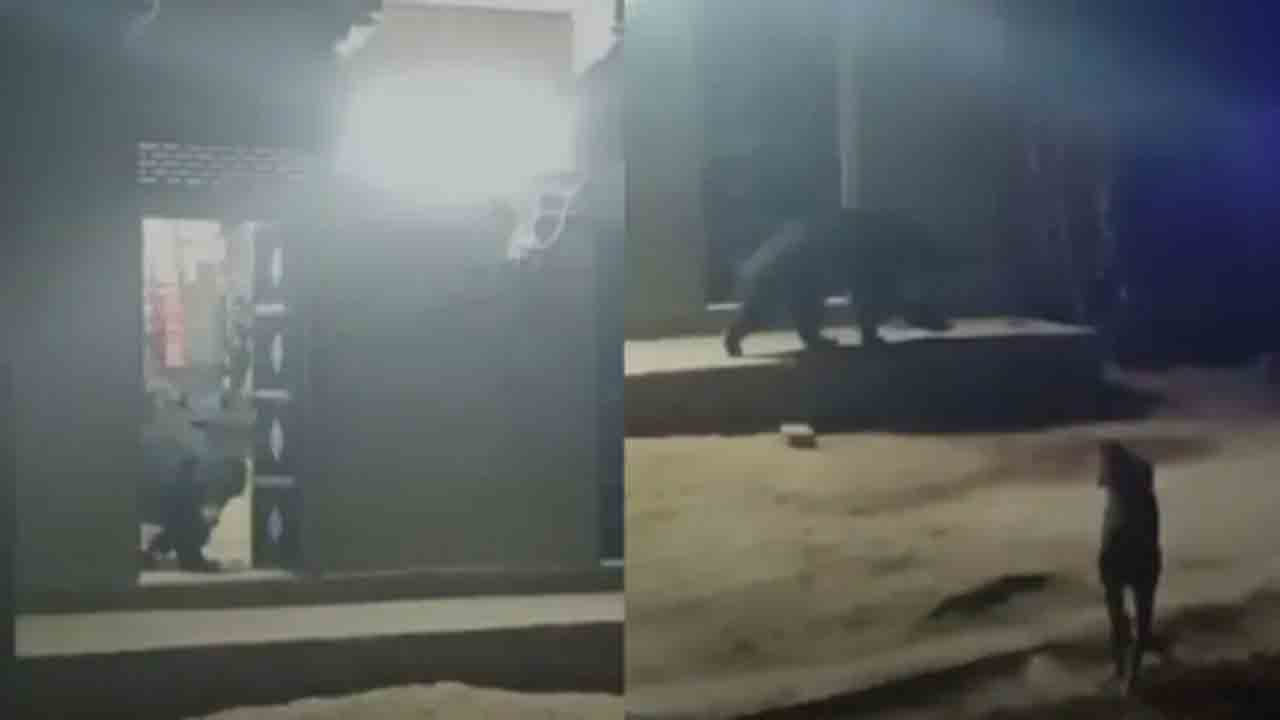 Bear Enters Home Drinks Milk | ఇంట్లోకి చొరబడి.. పాలు, నెయ్యి తాగిన ఎలుగుబంటి