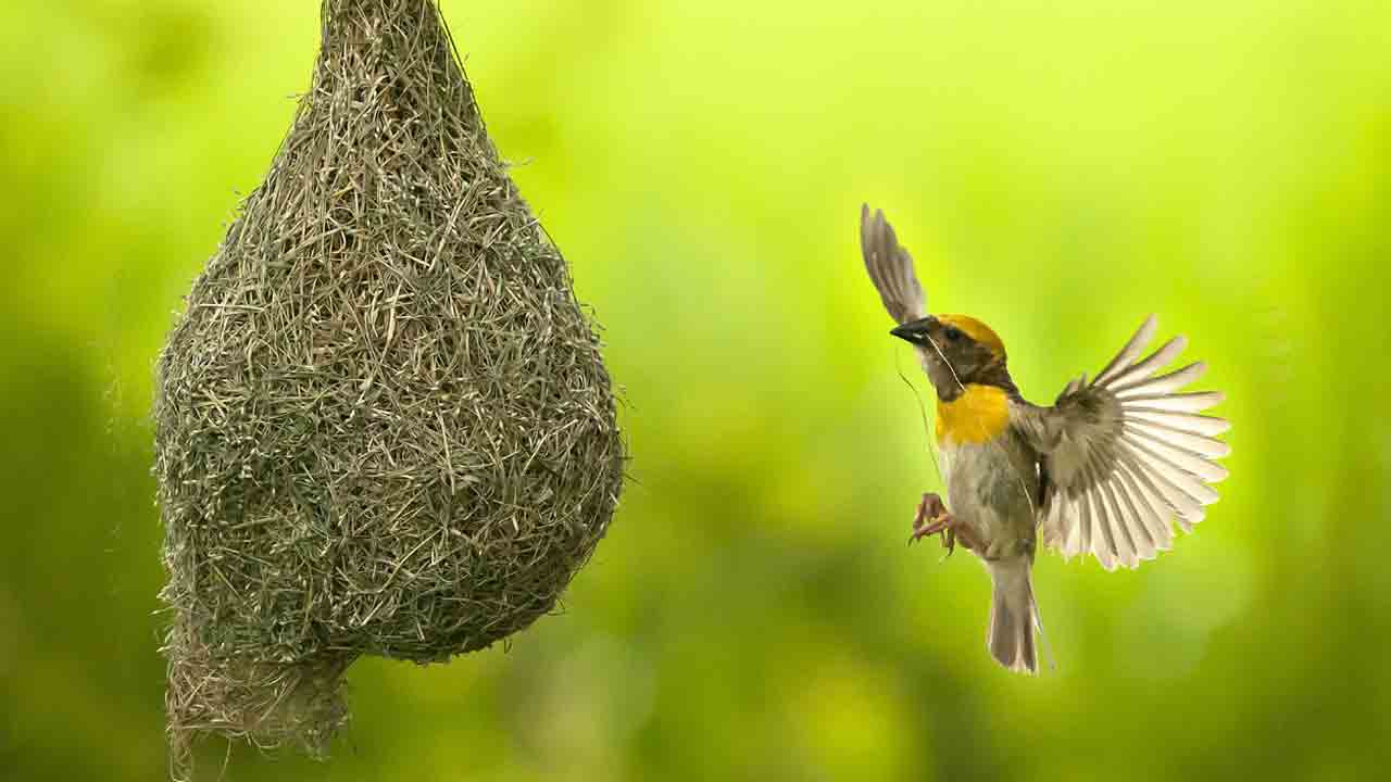 Bird’s Nest | పిచ్చుకల్లోనూ అద్భుతమైన ఇంజినీర్.. అబ్బురపరుస్తున్న గూళ్ల నిర్మాణం