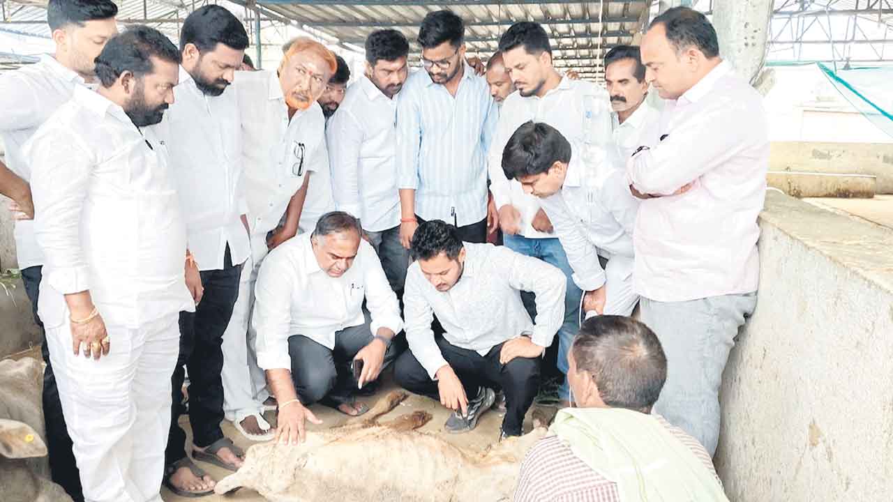 రాజన్న గోశాలలో గడ్డి సాం