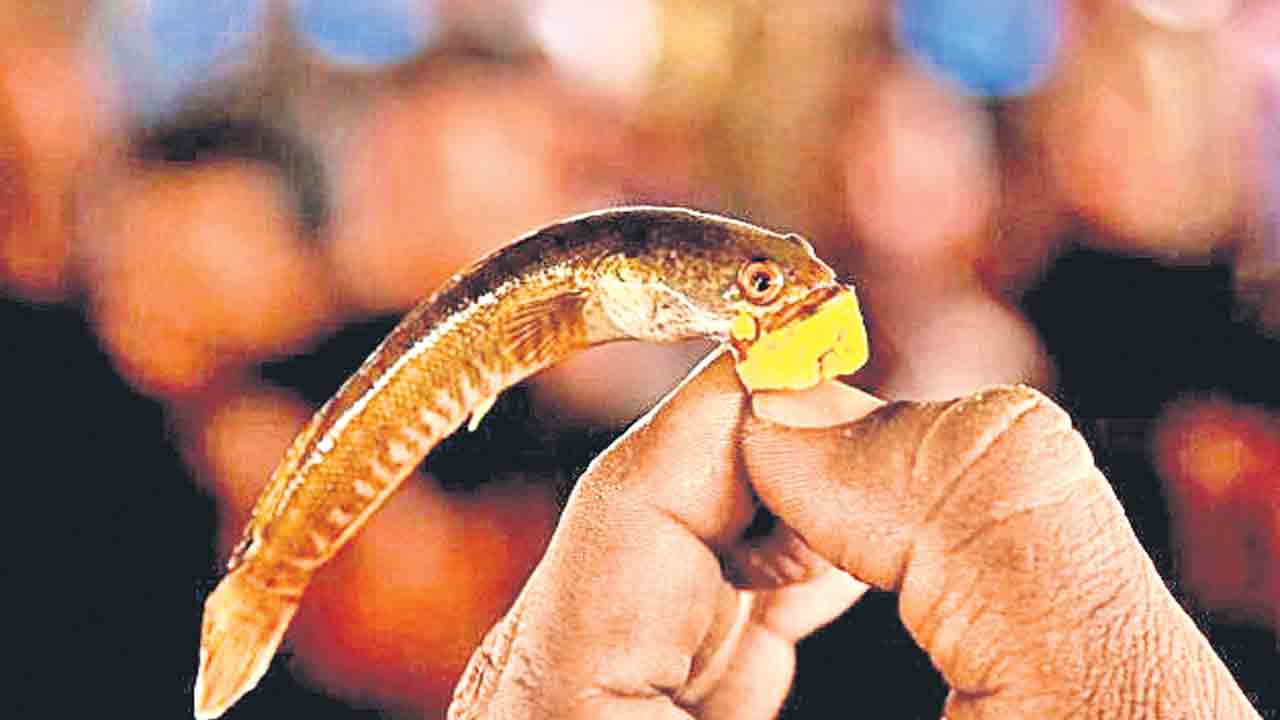 8 నుంచి చేప ప్రసాదం పంపిణీ