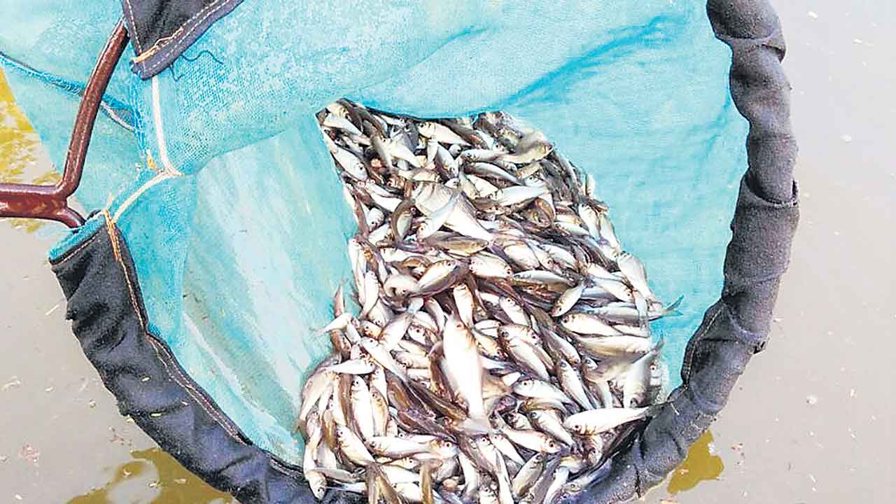 చేప పిల్లల పంపిణీ ఎప్పుడో…?