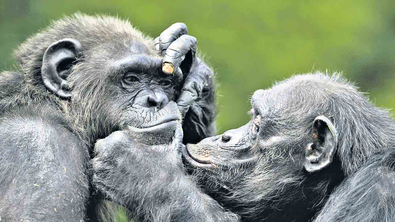 చింపాంజీల్లోనూ… చెరగిపోని గుర్తులు