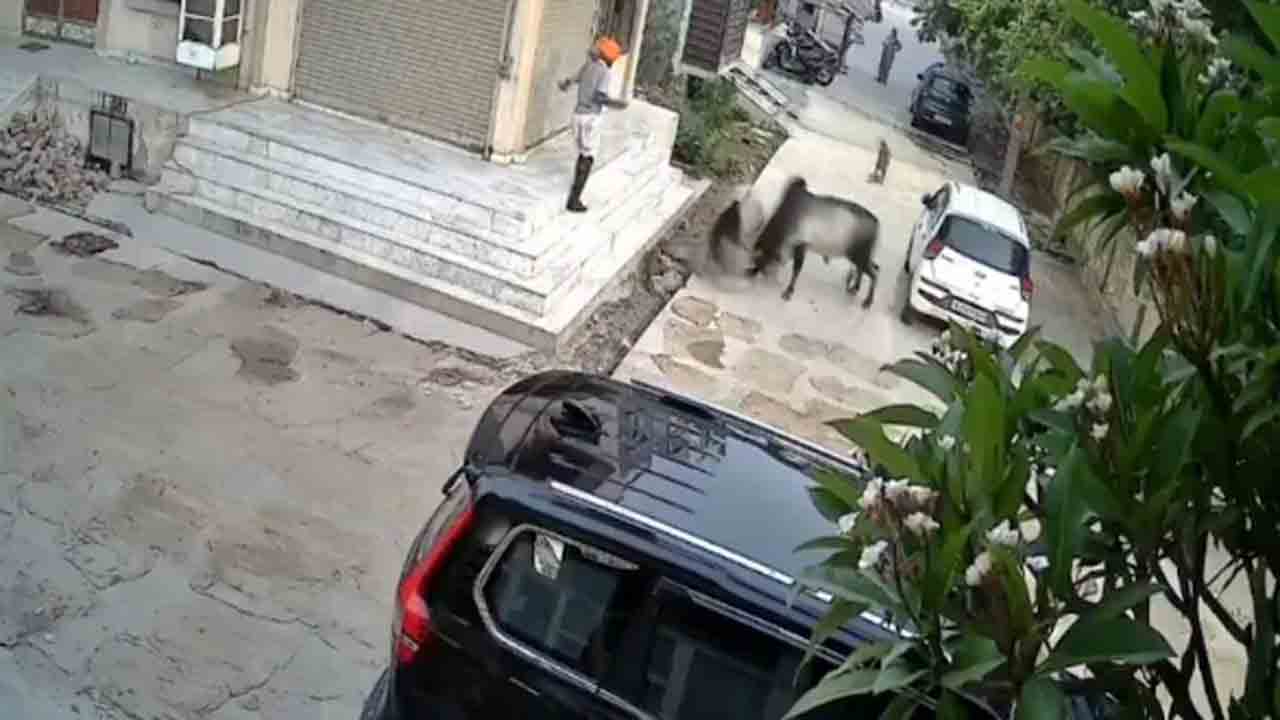 Watch: రెండు ఎద్దుల మధ్య ఫైట్‌.. తర్వాత ఏం జరిగిందంటే?