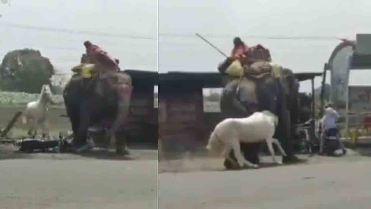 Watch: గుర్రం, ఏనుగు మధ్య ఫైట్‌.. వీడియో వైరల్‌