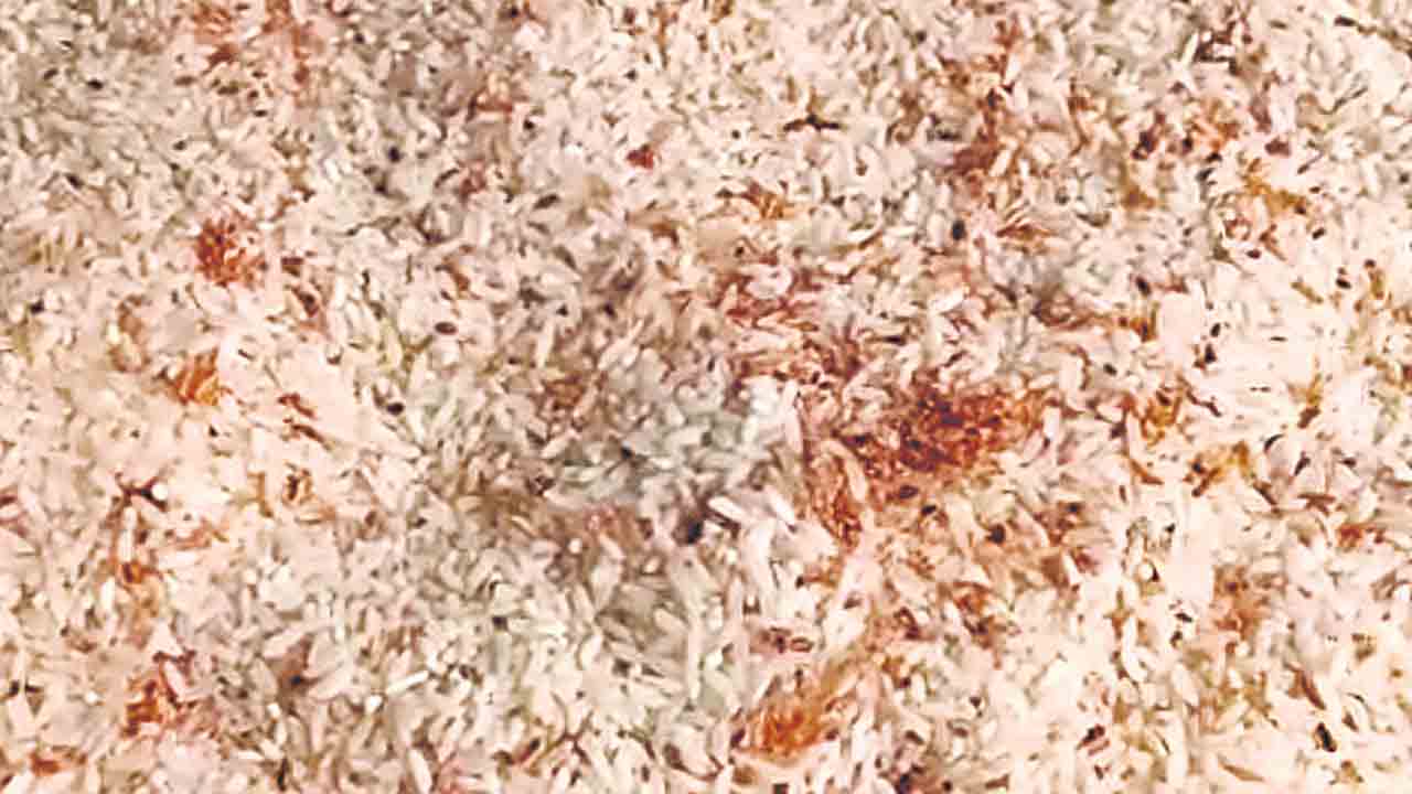 పేరుకే సన్నబియ్యం.. అన్నీ పురుగులే!