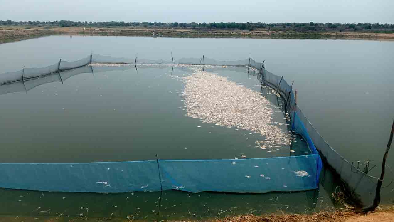 Fish Ponds 2