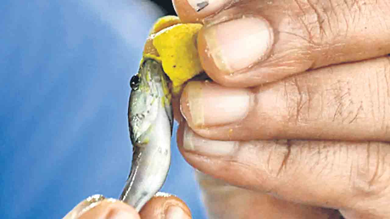 మృగశిర మురిపెం