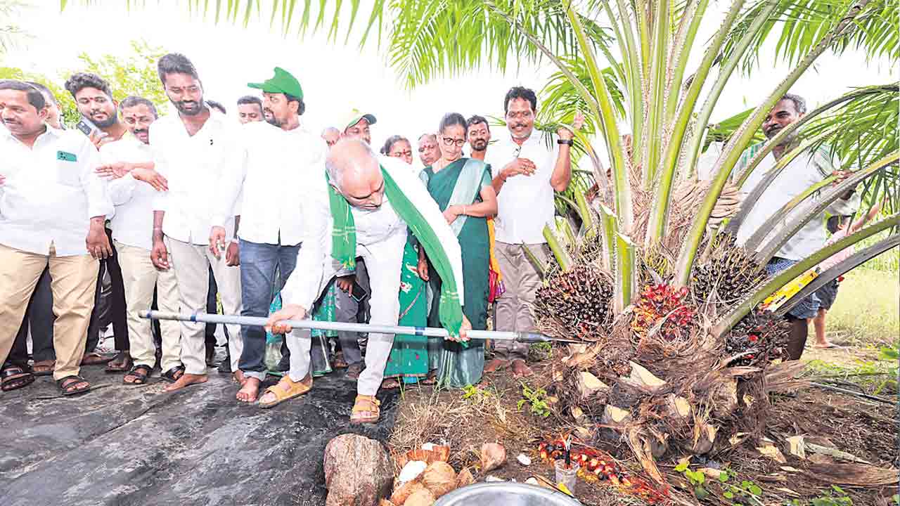 ఆయిల్‌పామ్‌ సాగుతో స్థిర ఆదాయం