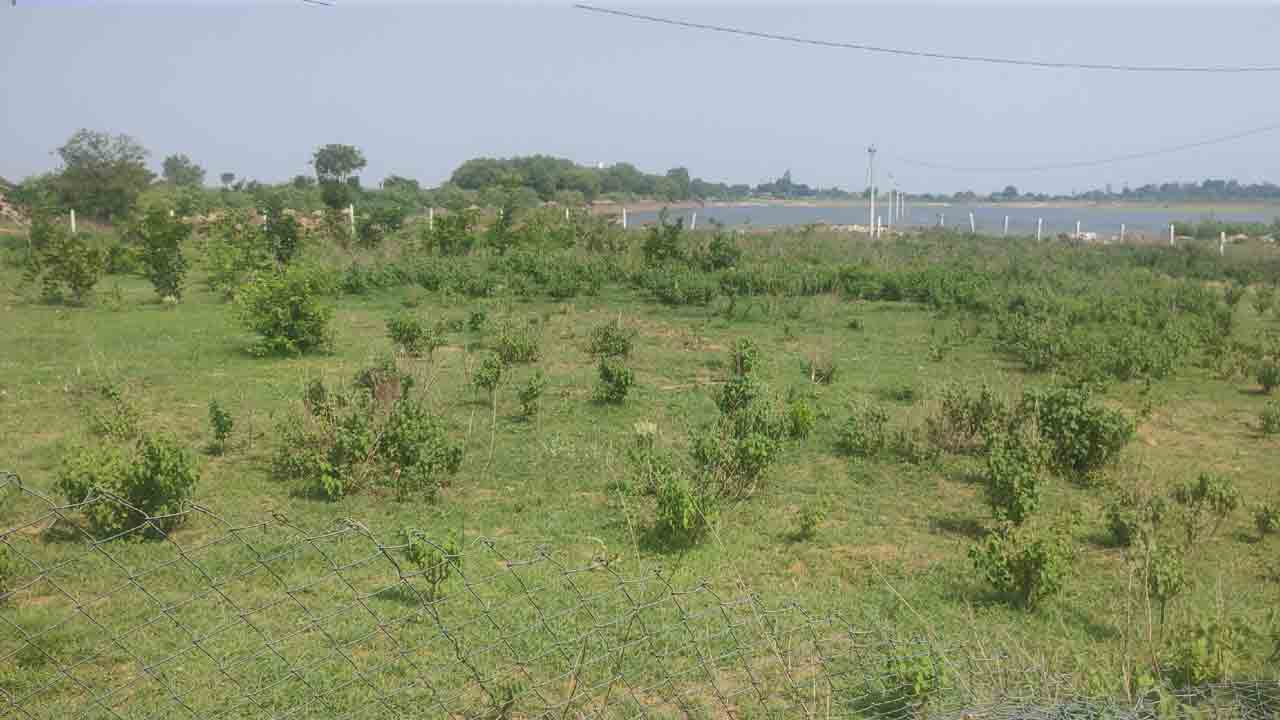 Haritha Haram | హరితహారంపై నిర్లక్ష్యం.. కళావిహీనంగా మారిన పల్లె, బృహత్ ప్రకృతి వనాలు