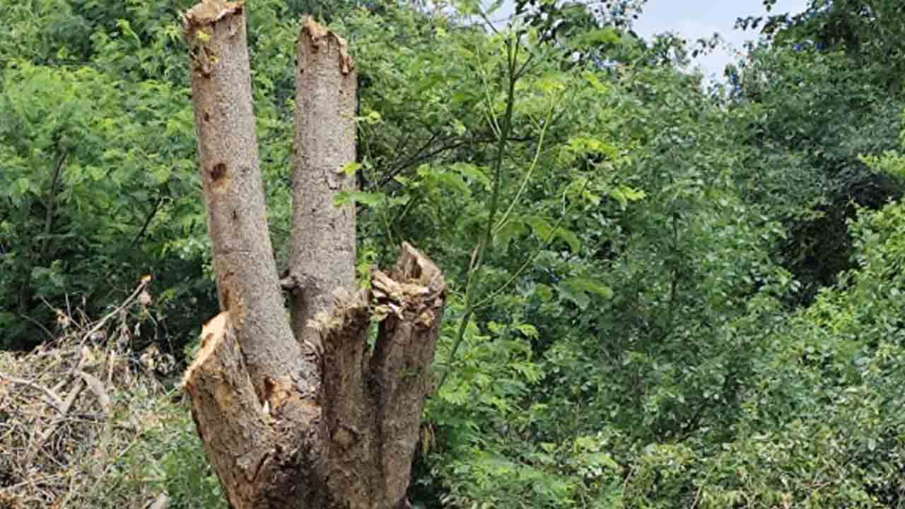 హరితహారం చెట్లు నరికివేస్తూ పర్యావరణానికి తూట్లు