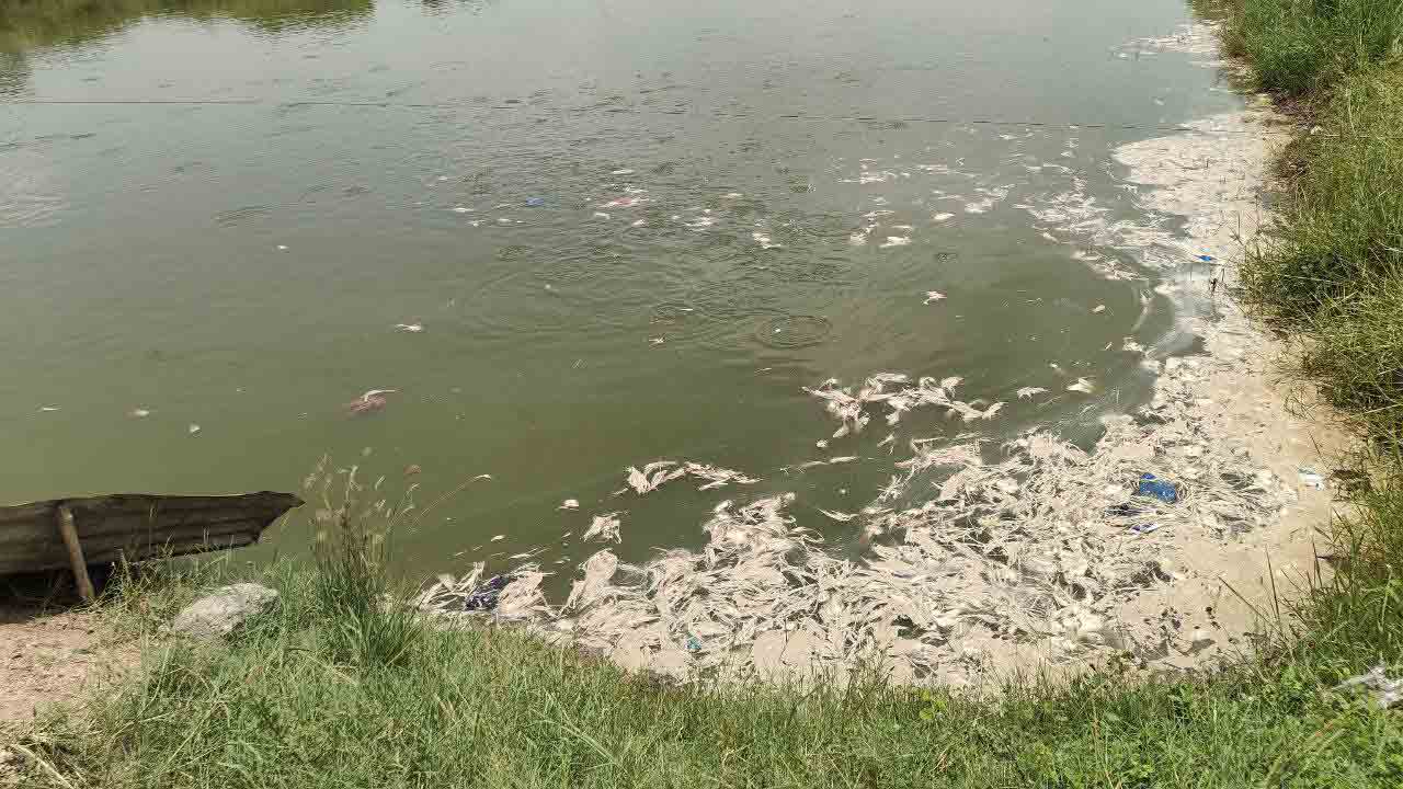 Illegal Fish Farming | టన్నుల కొద్దీ కోళ్ల వ్యర్థాలతో చేపల పెంపకం.. ఎల్లంపల్లిని కలుషితం చేస్తున్న అక్రమ చెరువులు